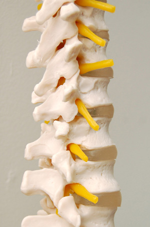 Spine